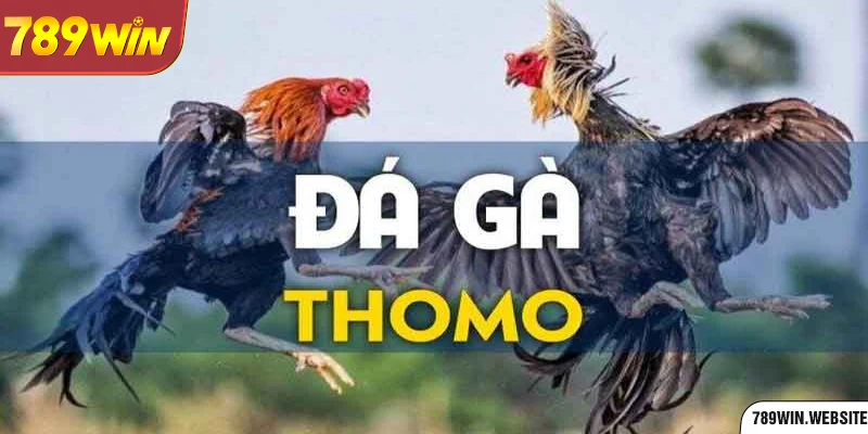 Đá gà 789win Thomo sở hữu nhiều điều thú vị